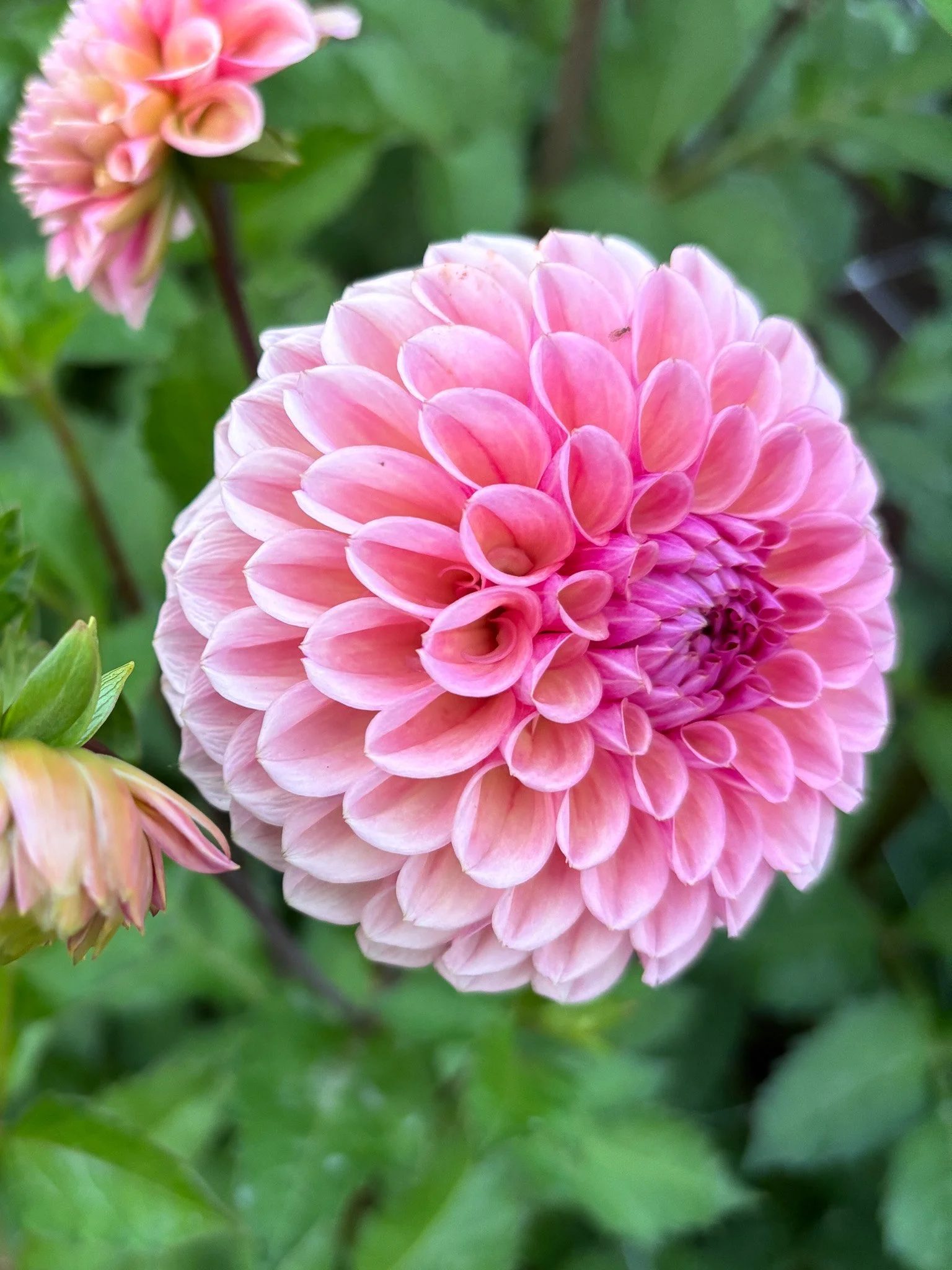 Dahlia : Bracken Rose — ciderpress lane